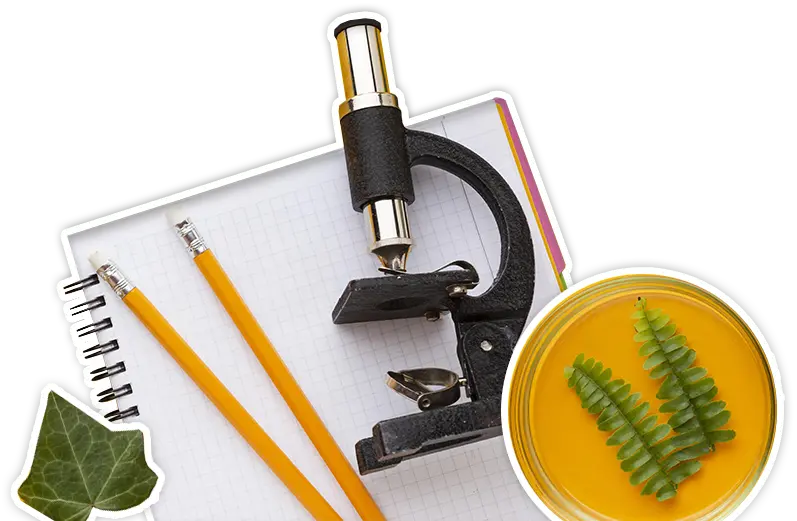 Almanaque Foto Deco2